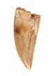 Serrated Raptor Tooth - Morocco #62191-1